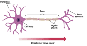 Elon Musk's Neuralink